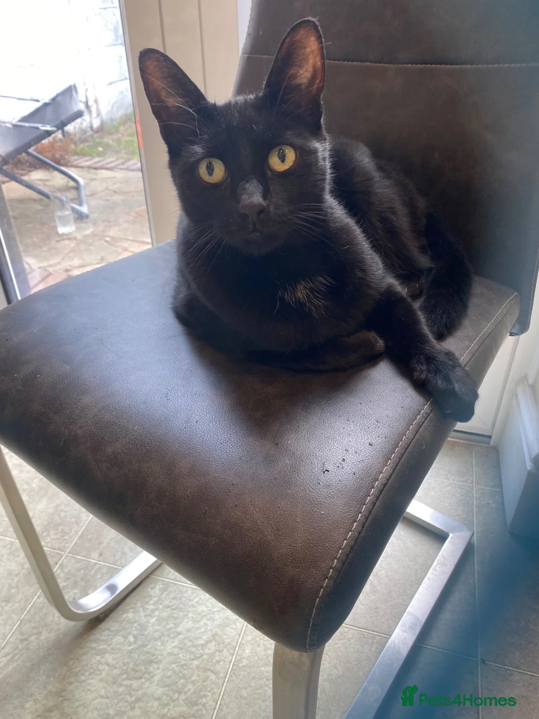 Mixed Breed cats for sale: Alfie - Advert 2