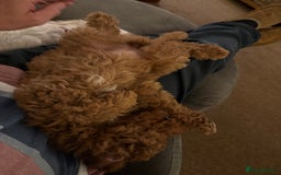 Cavapoochon dogs for sale: Gorgeous F1B Cavapoochon’s Fox Red available now. - Image 9