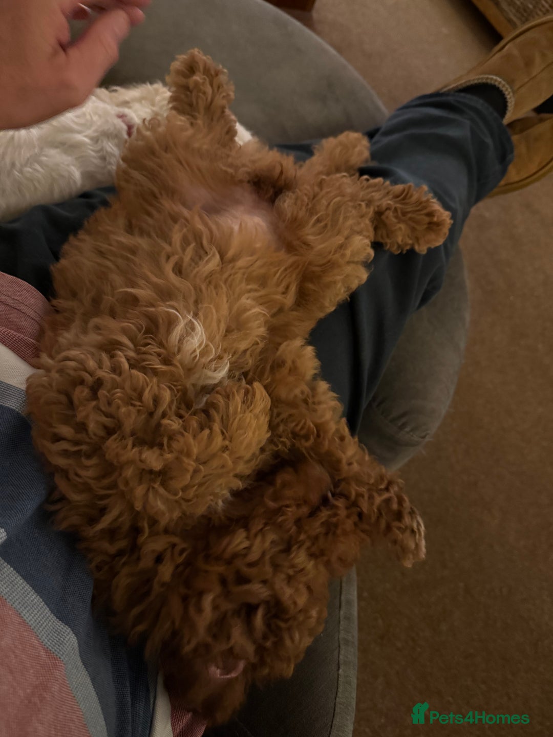 Cavapoochon dogs for sale: Gorgeous F1B Cavapoochon’s Fox Red available now. - Image 9