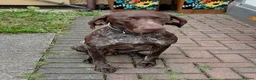 German Shorthaired Pointer dogs for stud: Blue The GSP in Stockport - Advert 3