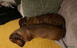 Miniature Dachshund dogs for sale: Rosie and sandy - miniature dachshund  - Image 1