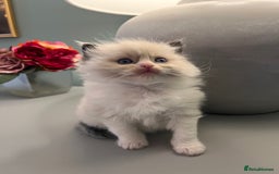 Ragdoll cats for sale: Chunky Quality EU Ragdoll babies - Image 10