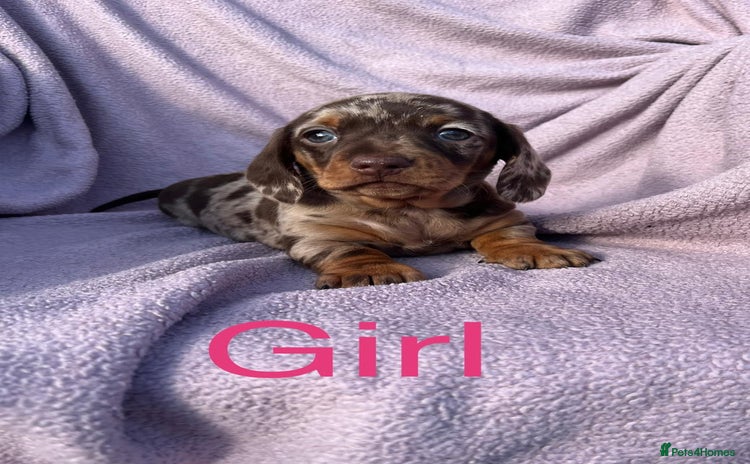 Miniature Dachshund dogs - Advert 1