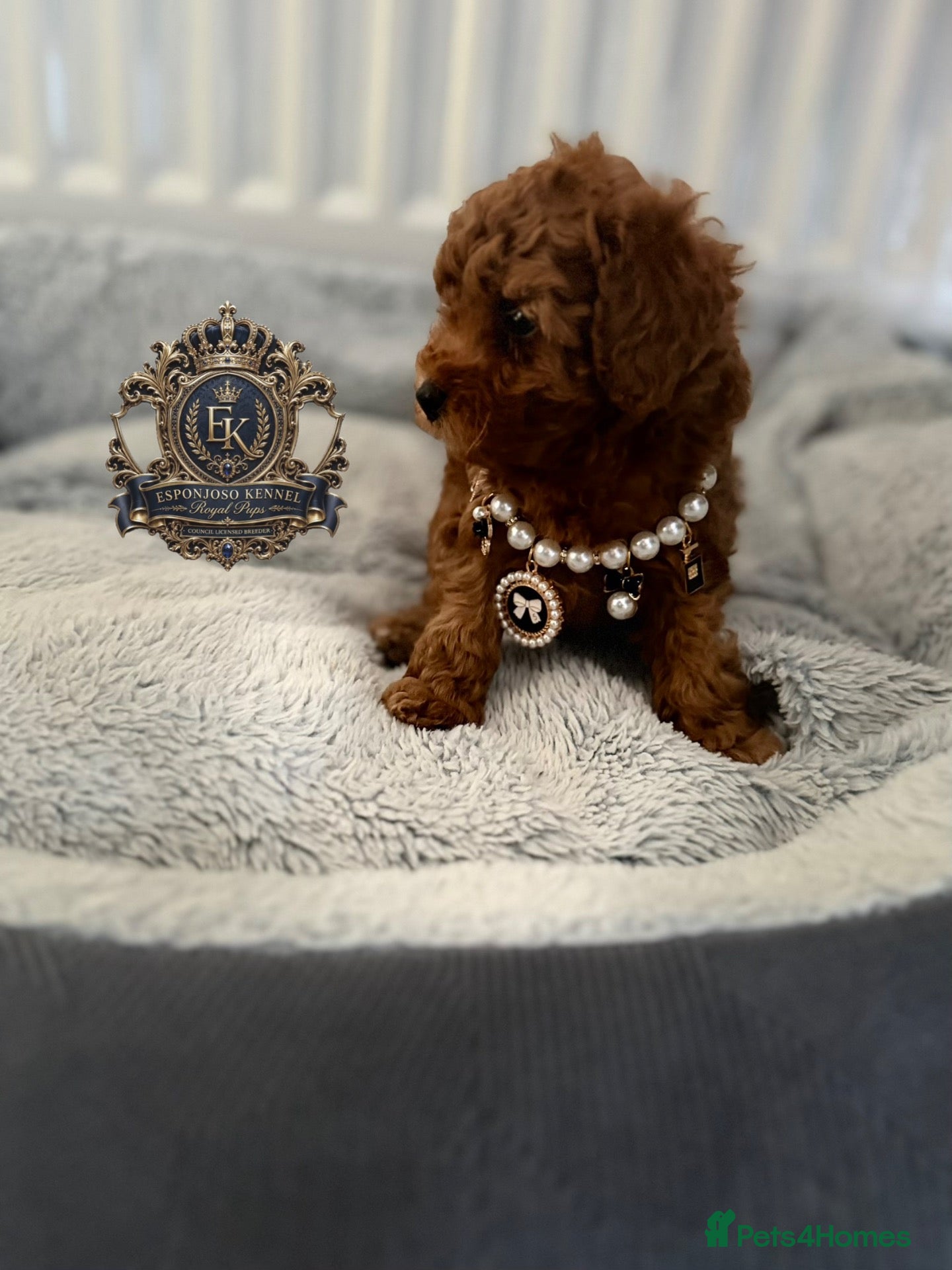 Toy Poodle dogs 5⭐️licensed ESPONJOSO tiny Half Asian Toy Poodle👑 - Advert 9
