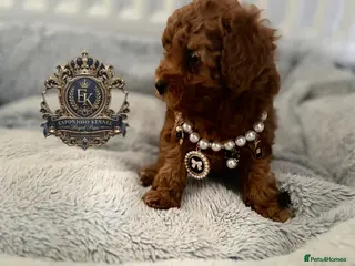Toy Poodle dogs 5⭐️licensed ESPONJOSO tiny Half Asian Toy Poodle👑 - Advert 9