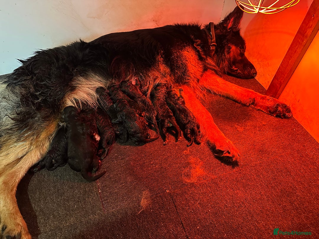 German Shepherd dogs for sale: Beautiful German shepherd puppies  - Image 25