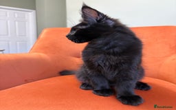 Maine Coon cats for sale: ✨Maine Coon Kittens Available - Champion Pedigree✨ - Image 16