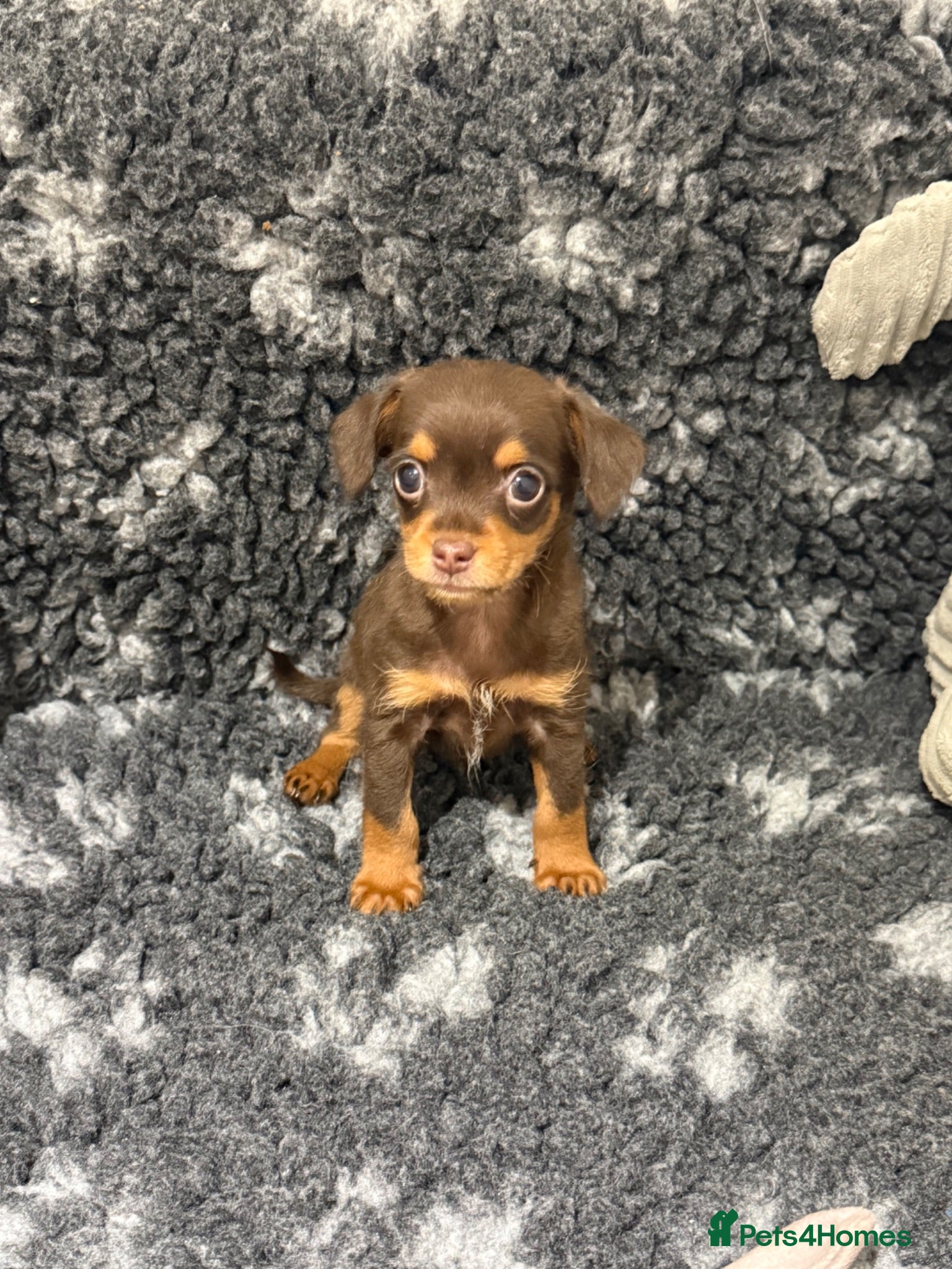 Chipoo dogs 💎 EXQUISITE TINY CHIPOO BOY PUPPIES AVAILABLE 💎  - Advert 2