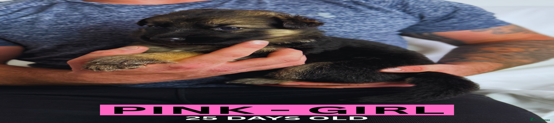 Pink Girl