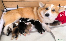 Welsh Corgi Pembroke dogs for sale: Stunning Welsh Pembroke Corgi pups KC registered - Image 11