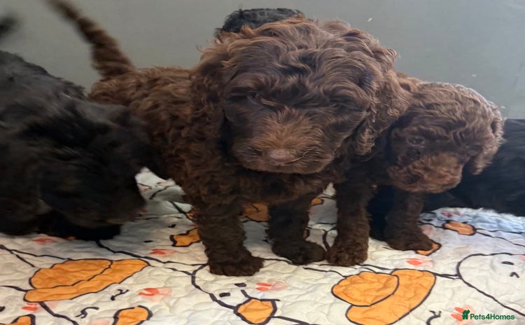 Labradoodle dogs - Advert 5