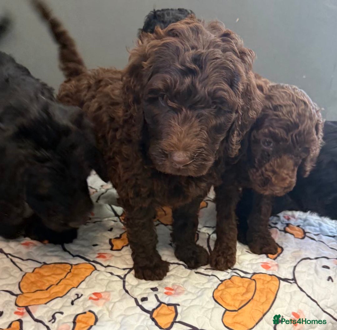 Labradoodle dogs for sale: F,1,B Standard labradoodles,READY FOR THERE HOMES  - Image 1