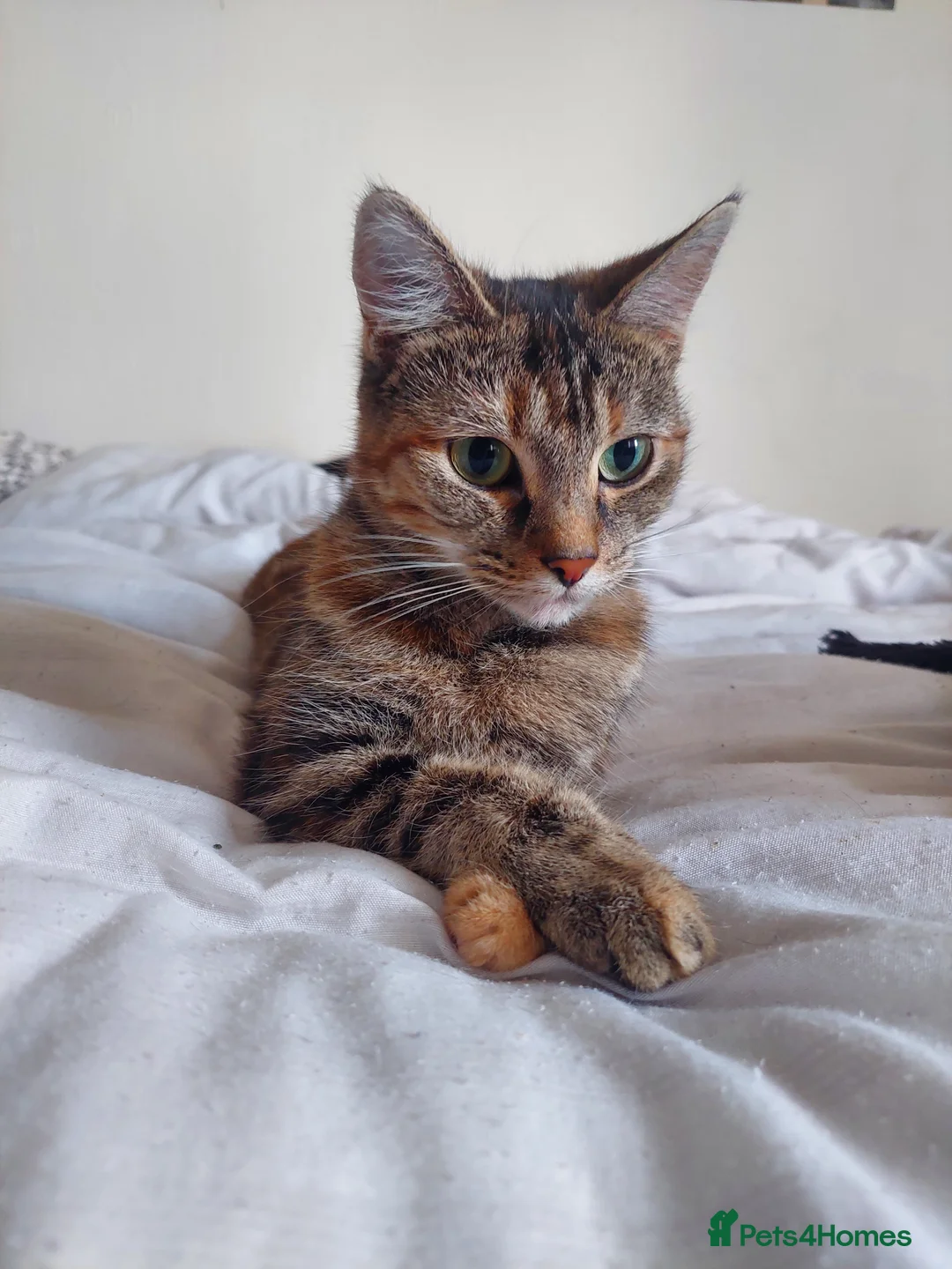 British Shorthair cats for sale: Adult cats looking for a new home - Advert 2