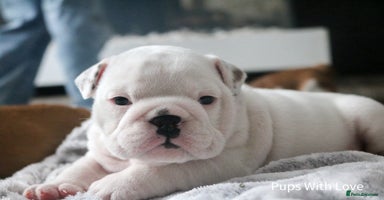 English Bulldog dogs - Advert 10
