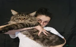 Maine Coon cats for sale:  GCCF Champion Title Maine Coon - Image 1