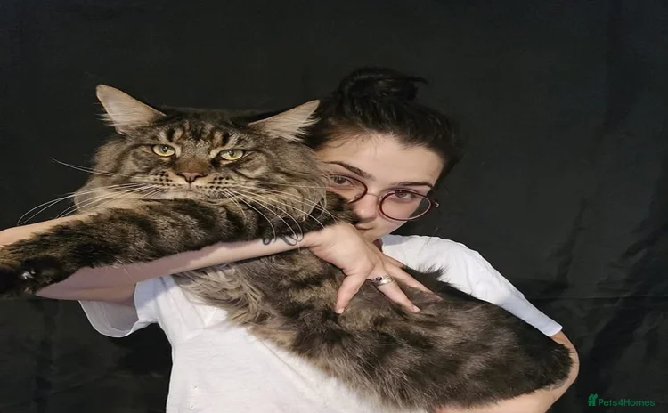 Maine Coon cats - Advert 2