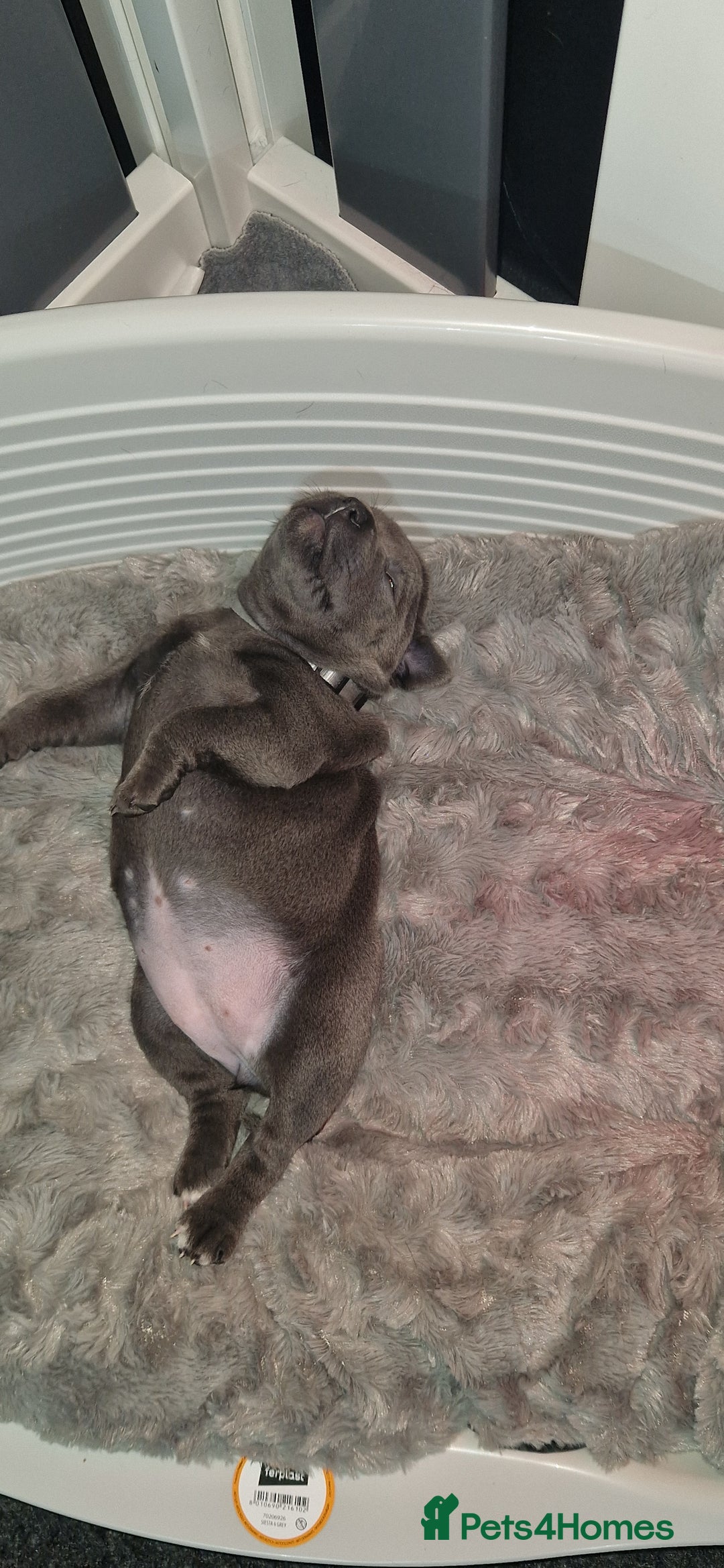 Staffordshire Bull Terrier dogs for sale: Blue Female Staffordshire Bull Terrier - Image 6