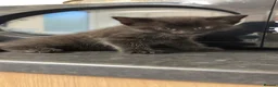 Mixed Breed cats for sale: 5 beautiful grey/black/white kittens in London - Advert 11