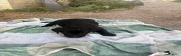 Labrador Retriever dogs for sale: 6 beautiful KC reg  Labrador retriever puppies  - Advert 12