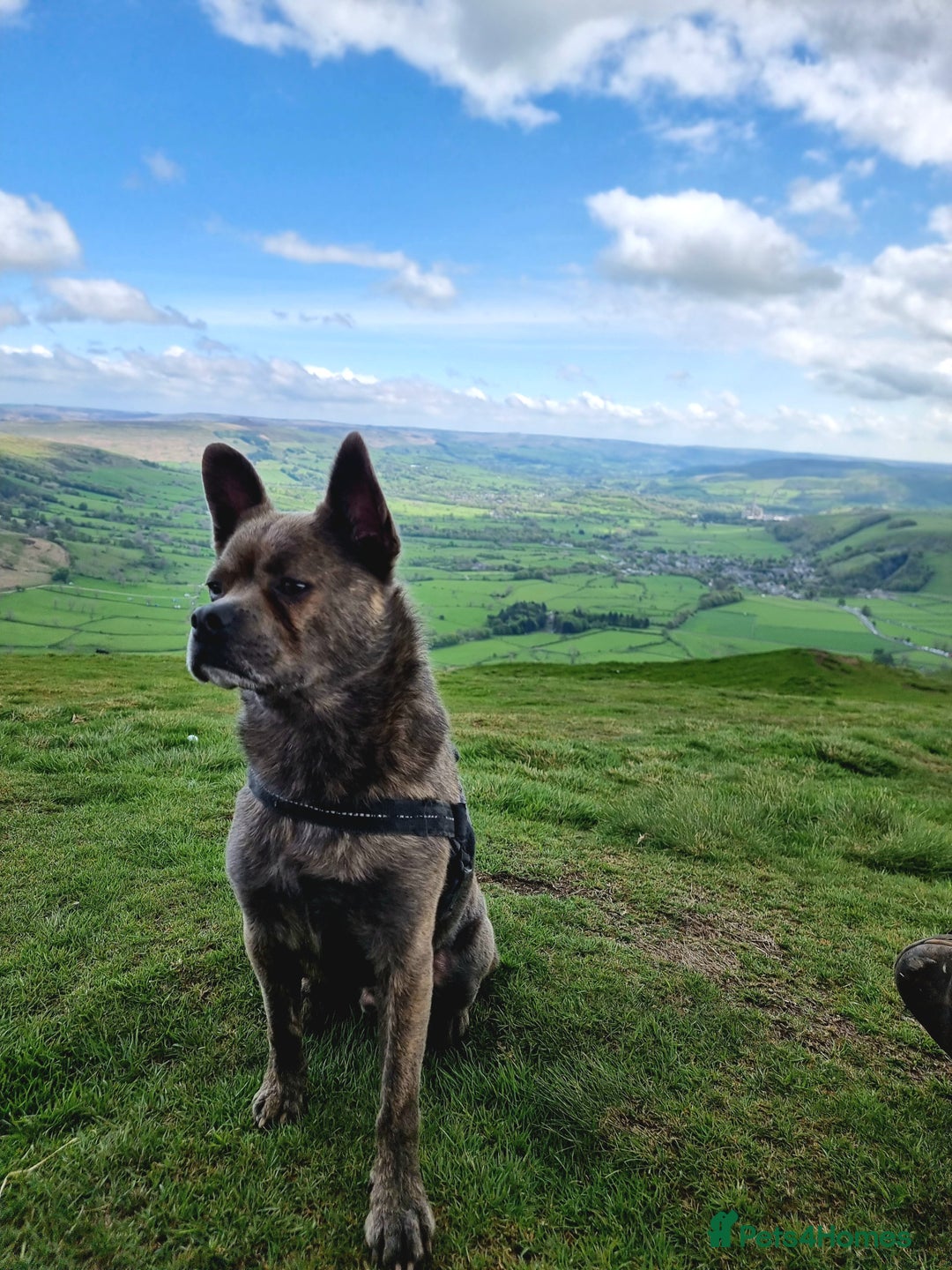 Mixed Breed dogs for sale: Ronnie  - Advert 9