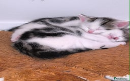 Abyssinian cats for sale: Beautiful kittens ar looking for new kind parents. - Image 20