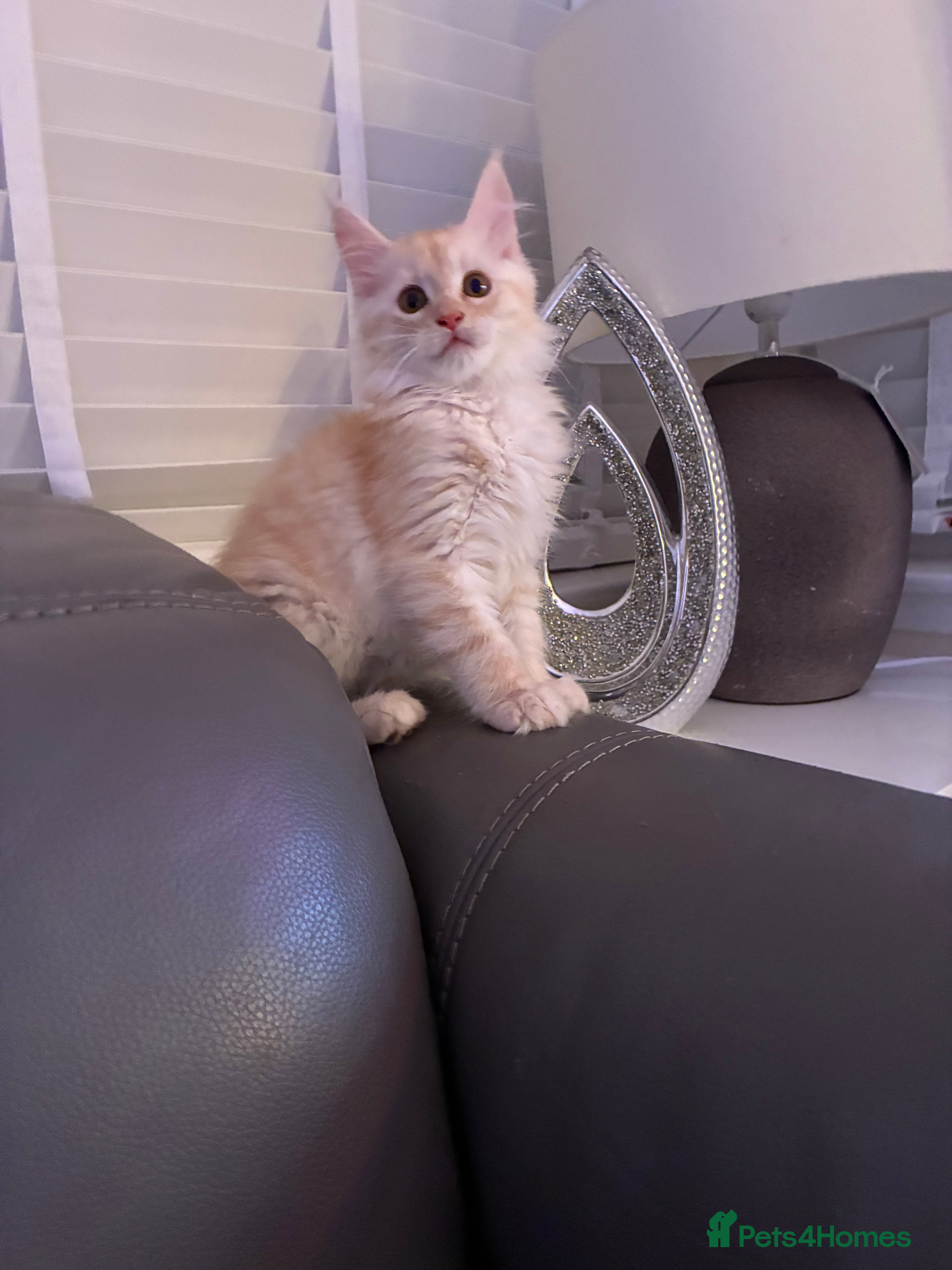 Maine Coon cats Maine coon  - Advert 6