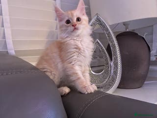 Maine Coon cats Maine coon - Advert 6