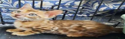 Bengal cats for sale: Stunning litter of brown rosetted Bengal cubs  - Advert 16
