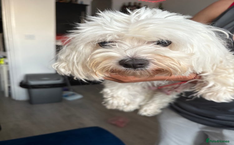 Bichon Frise dogs - Advert 1