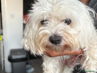 Bichon Frise dogs - Advert 10