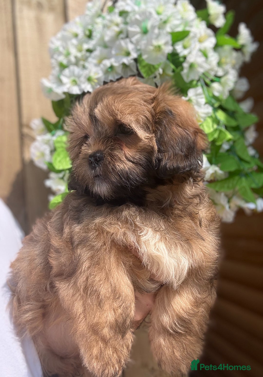 Shihpoo dogs for sale: 🩷 Beautiful Shihpoo Girls available 💙 - Image 7