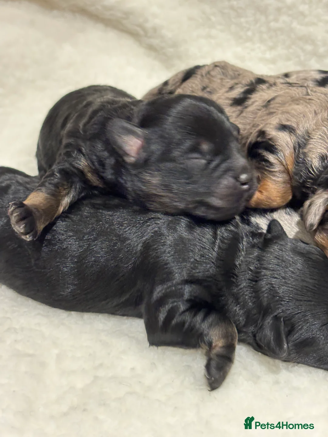 Maltipoo dogs for sale: 💎 Adorable Maltipoo Puppies ❤️ - Advert 5