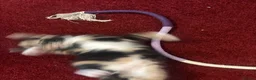 Mixed Breed cats for sale: 3  beautiful kittens - Advert 6