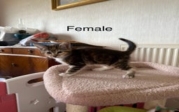Mixed Breed cats for sale: Kittens For Sale - Image 2