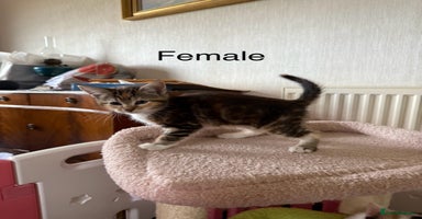 Mixed Breed cats - Advert 2