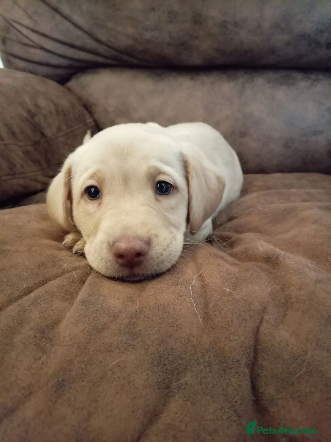 Labrador Retriever dogs for sale: 5 month old beautiful male Labrador for sale - Advert 18
