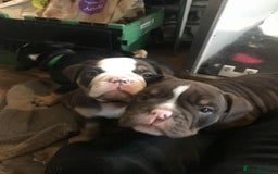 Olde English Bulldogge dogs for sale: Olde english bulldogge puppies  - Advert 16