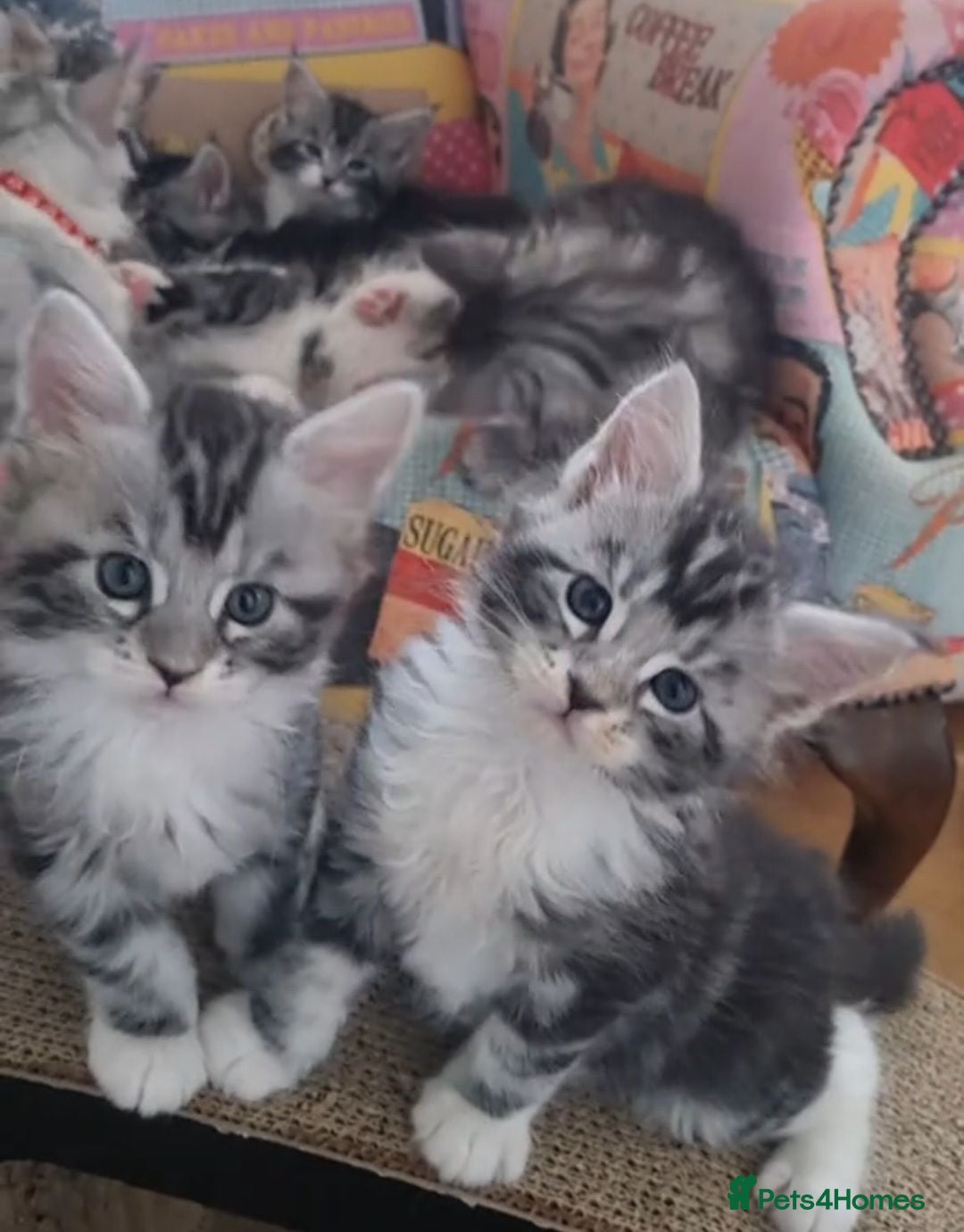Maine Coon cats Tica Registered, Russian Line Maine Coon Kittens - Advert 12