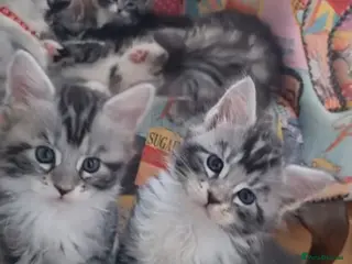 Maine Coon cats Tica Registered, Russian Line Maine Coon Kittens - Advert 12
