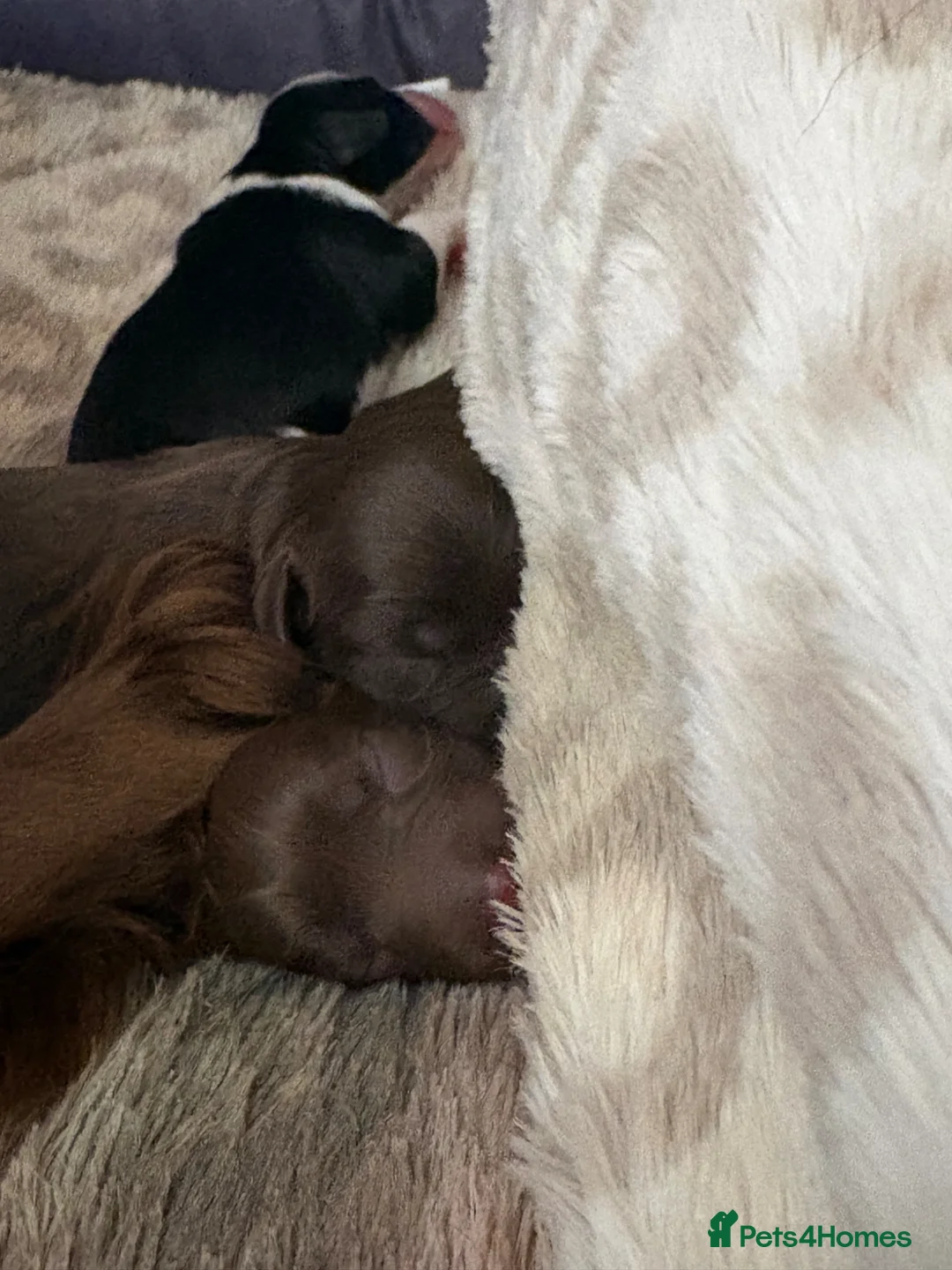 Mixed Breed dogs for sale: Collie Cockers  in Glasgow - Advert 2