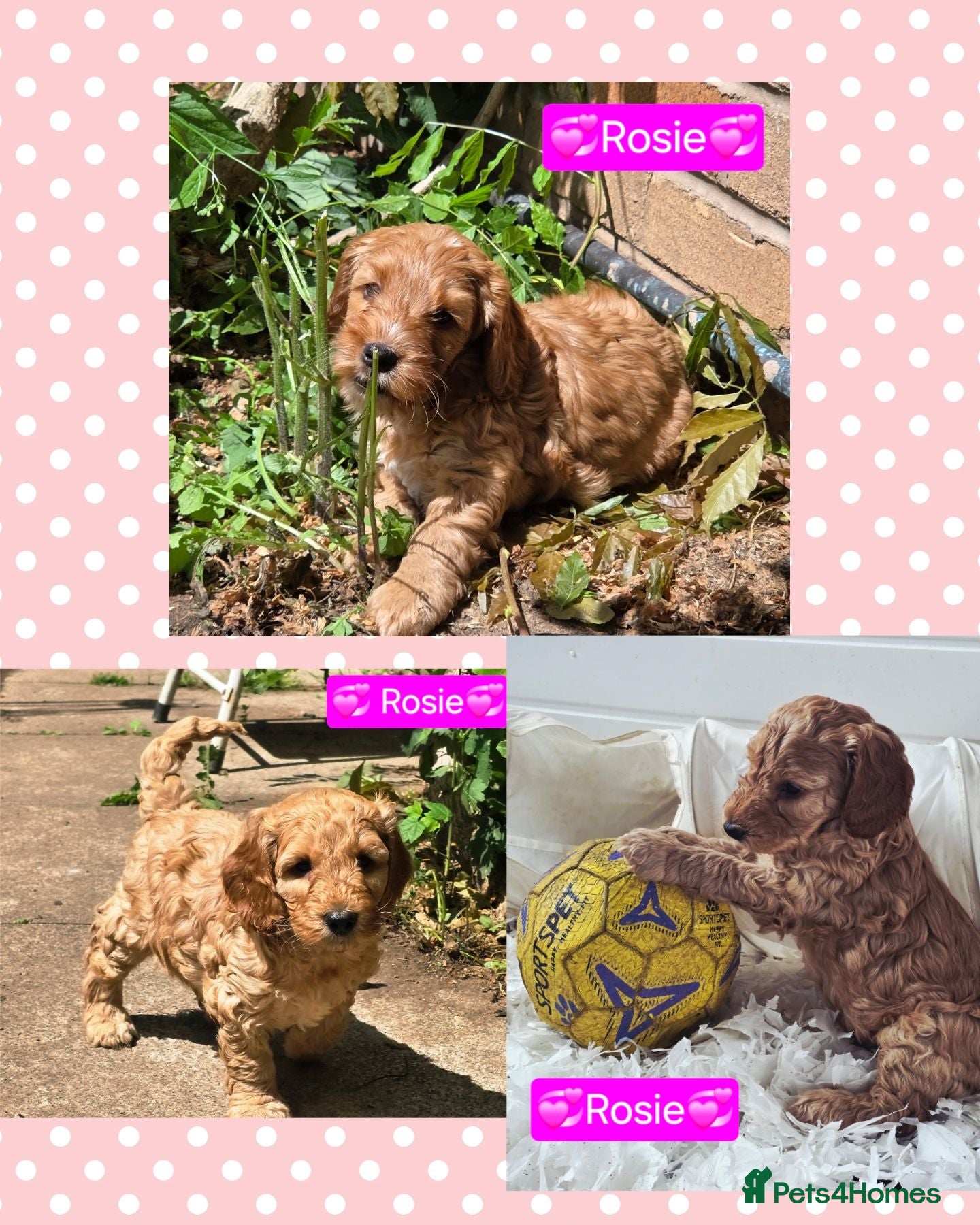 Cockapoo dogs Health Tested  Cockapoo Puppies  - Advert 2