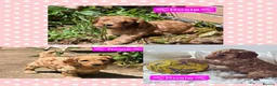 Cockapoo dogs for sale: Health Tested  Cockapoo Puppies  - Advert 9