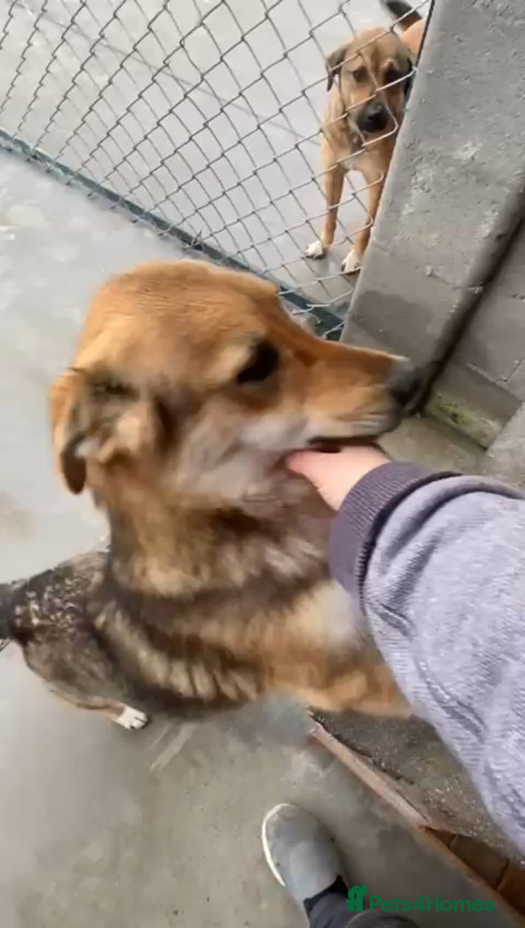 Mixed Breed dogs for adoption: Monty, 1 yr approx. Available for adoption. - Advert 1