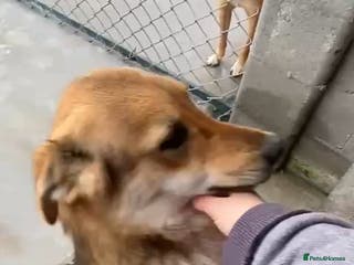 Mixed Breed dogs Monty, 1 yr approx. Available for adoption. - Advert 7