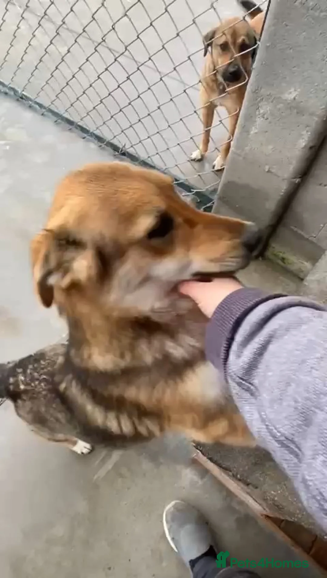 Mixed Breed dogs for adoption: Monty, 1 yr approx. Available for adoption. - Advert 2