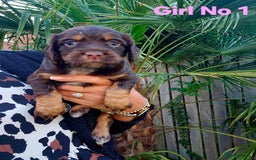 Cocker Spaniel dogs for sale: Cocker Spaniels - Image 4