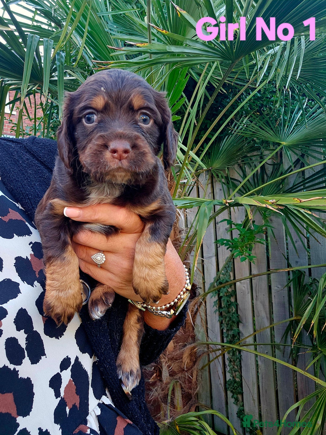 Cocker Spaniel dogs for sale: Cocker Spaniels - Image 4