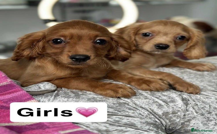 Cavapoo dogs - Advert 3