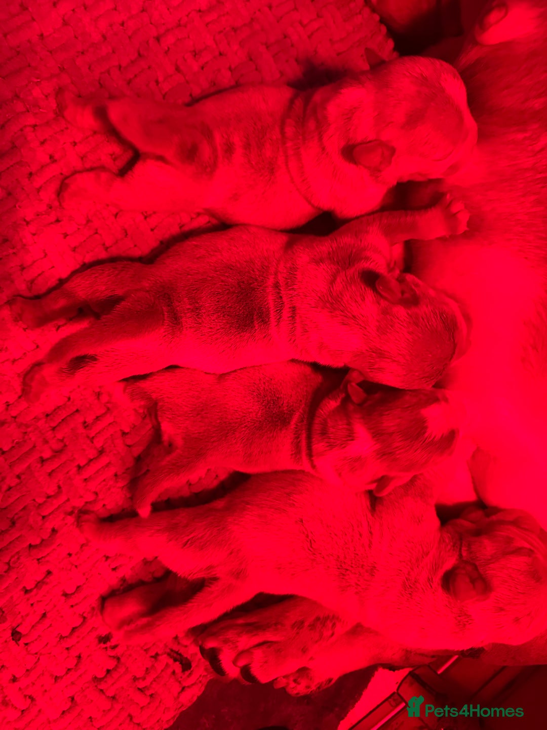 American Bully dogs for sale: Micro exotic bully’s  - Image 5