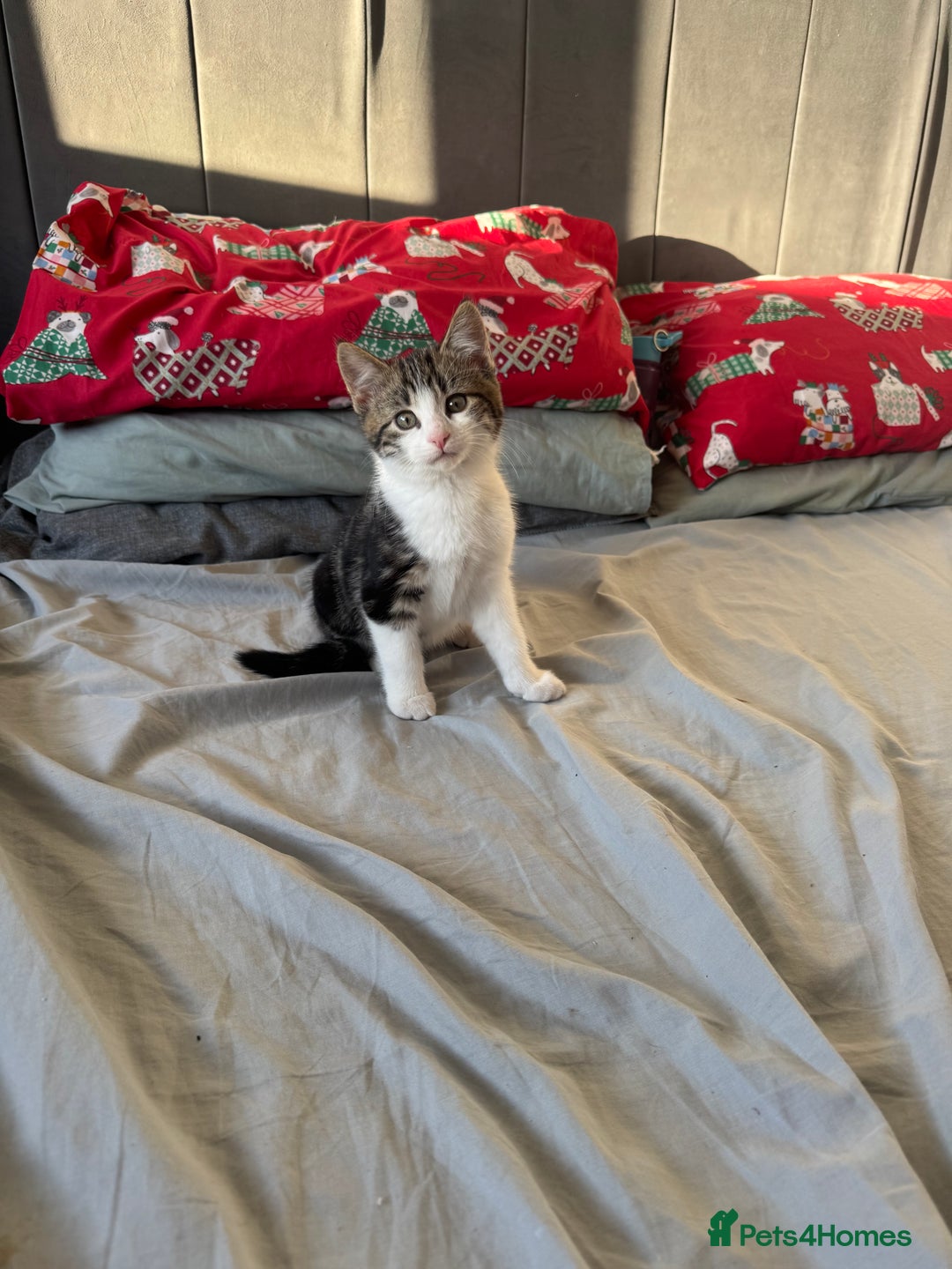 Mixed Breed cats for sale: 2 Beautiful Boys - Ready Now!  - Advert 1